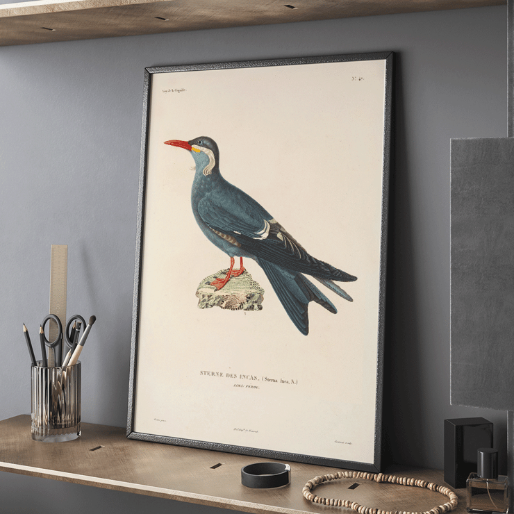 Illustration of Stern des Incas bird by Louis-Isidore Duperrey titled Voyage autour du monde Pl.153 Bird Poster of a bird standing on a rock from Voyage autour du monde Pl.153 Bird by Louis-Isidore Duperrey