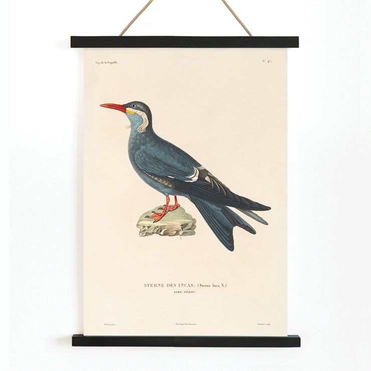 Illustration of Stern des Incas bird by Louis-Isidore Duperrey titled Voyage autour du monde Pl.153 Bird Poster of a bird standing on a rock from Voyage autour du monde Pl.153 Bird by Louis-Isidore Duperrey