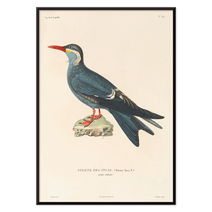 Illustration of Stern des Incas bird by Louis-Isidore Duperrey titled Voyage autour du monde Pl.153 Bird Poster of a bird standing on a rock from Voyage autour du monde Pl.153 Bird by Louis-Isidore Duperrey