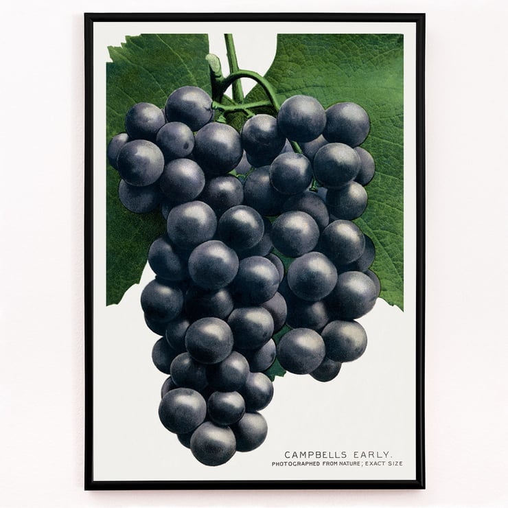 Campbell's Early Grape Campbell's Early Grape