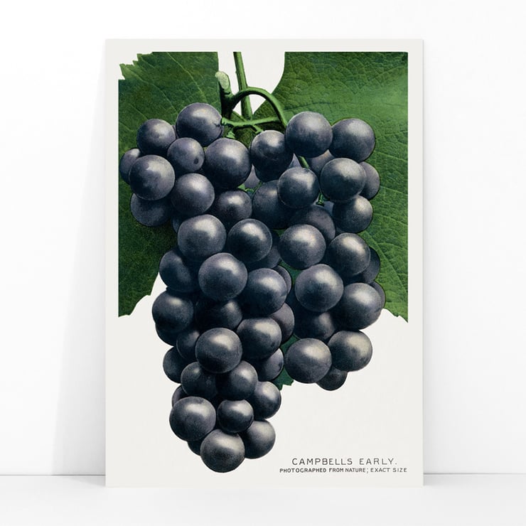 Campbell's Early Grape Campbell's Early Grape