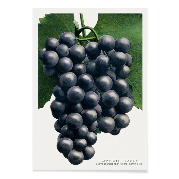 Campbell's Early Grape Campbell's Early Grape