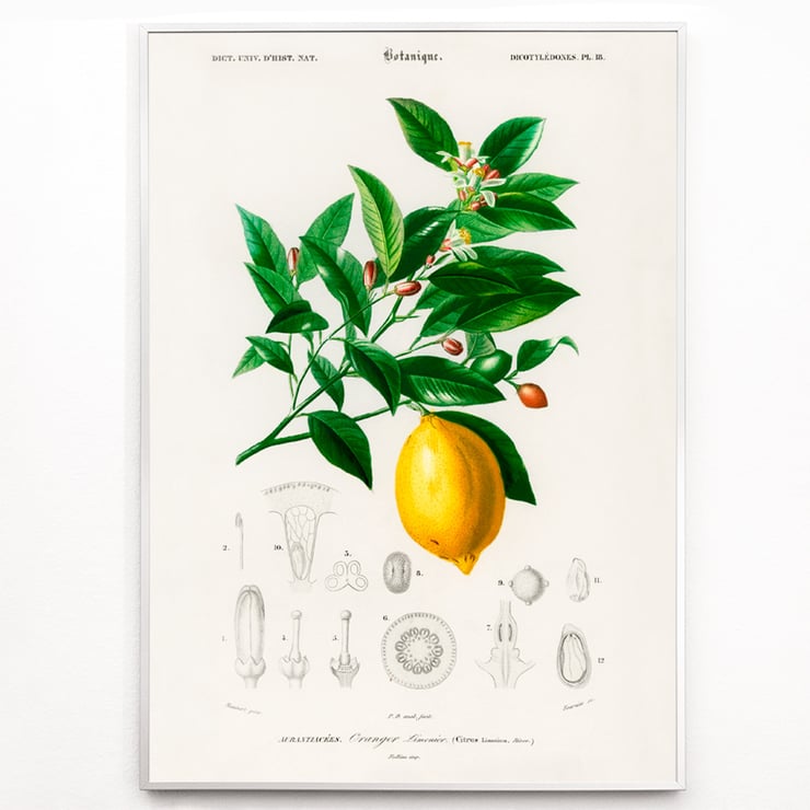 Citrus Limonium Citrus Limonium