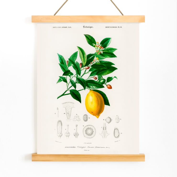 Citrus Limonium Citrus Limonium