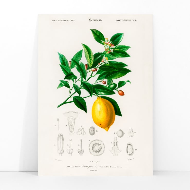 Citrus Limonium Citrus Limonium