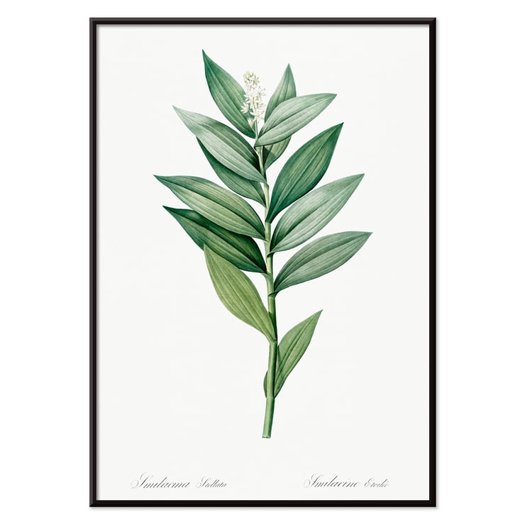 Smilacina stellata Smilacina stellata