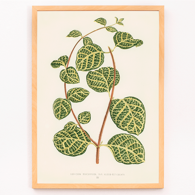 Botanical illustration of a Lonicera plant by Shirley Hibberd titled Lonicera Brachypoda Poster featuring botanical illustration of Lonicera Brachypoda by Shirley Hibberd showcasing green and yellow variegated leaves.