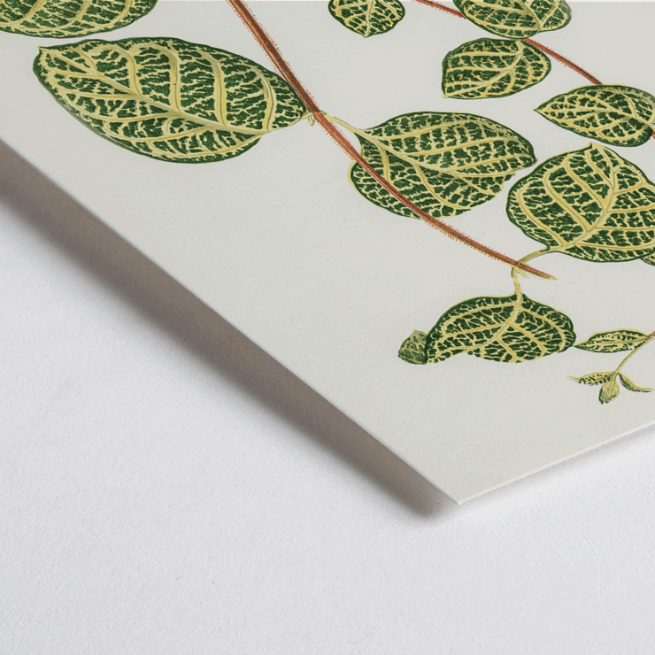 Botanical illustration of a Lonicera plant by Shirley Hibberd titled Lonicera Brachypoda Poster featuring botanical illustration of Lonicera Brachypoda by Shirley Hibberd showcasing green and yellow variegated leaves.