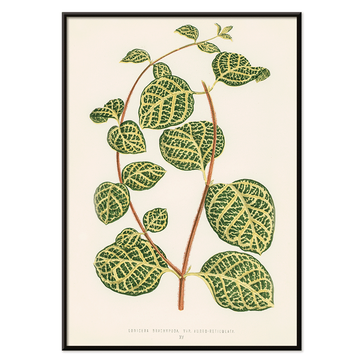 Botanical illustration of a Lonicera plant by Shirley Hibberd titled Lonicera Brachypoda Poster featuring botanical illustration of Lonicera Brachypoda by Shirley Hibberd showcasing green and yellow variegated leaves.