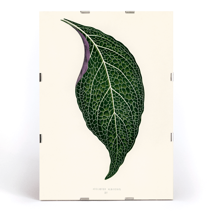 Detailed botanical illustration of a green leaf by Shirley Hibberd titled Adelaster Albivenis Poster of artwork Adelaster Albivenis by Shirley Hibberd featuring a detailed illustration of a green leaf with purple veins.