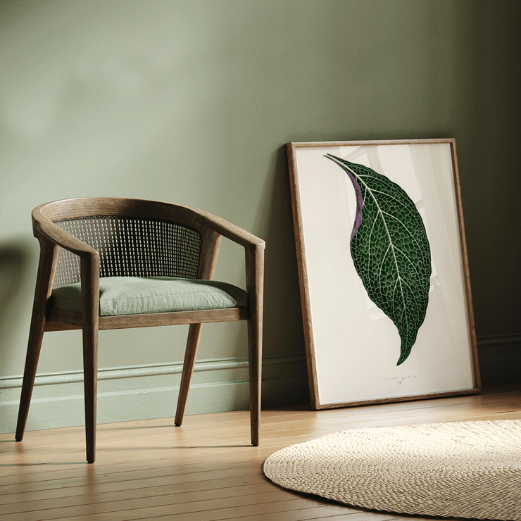 Detailed botanical illustration of a green leaf by Shirley Hibberd titled Adelaster Albivenis Poster of artwork Adelaster Albivenis by Shirley Hibberd featuring a detailed illustration of a green leaf with purple veins.