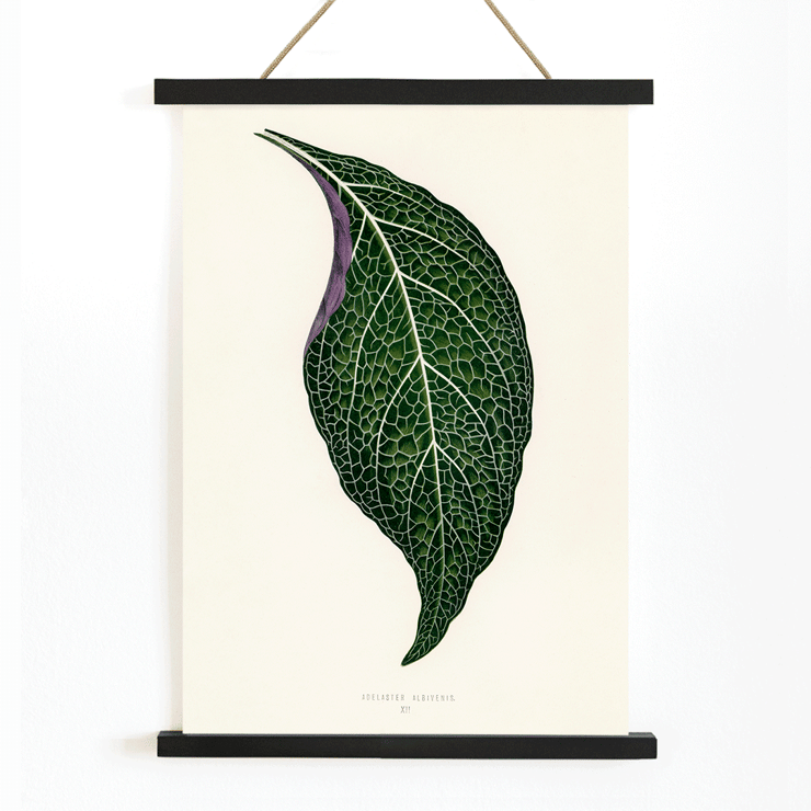 Detailed botanical illustration of a green leaf by Shirley Hibberd titled Adelaster Albivenis Poster of artwork Adelaster Albivenis by Shirley Hibberd featuring a detailed illustration of a green leaf with purple veins.
