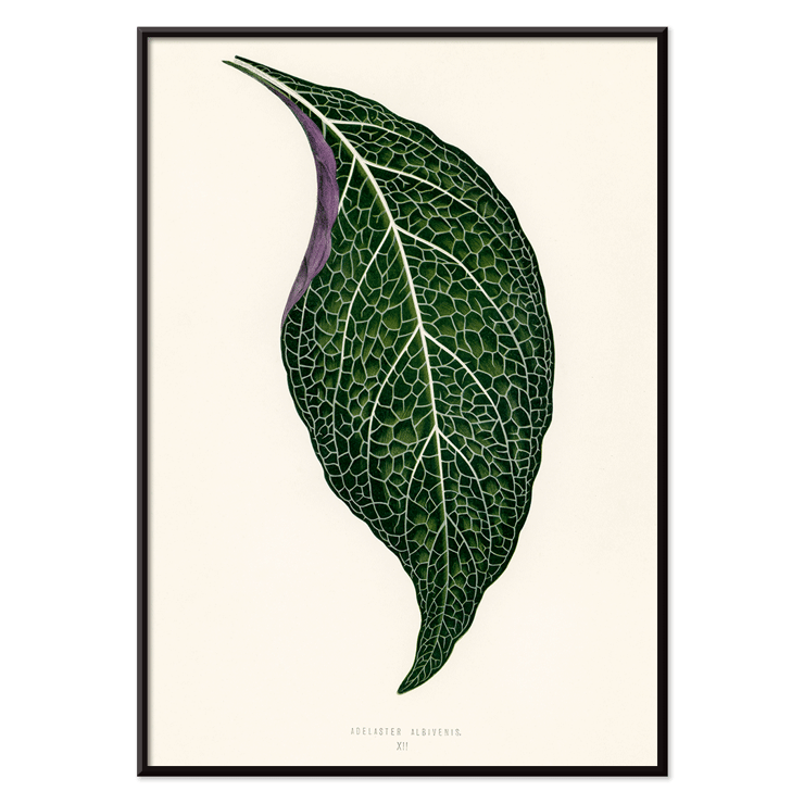 Detailed botanical illustration of a green leaf by Shirley Hibberd titled Adelaster Albivenis Poster of artwork Adelaster Albivenis by Shirley Hibberd featuring a detailed illustration of a green leaf with purple veins.