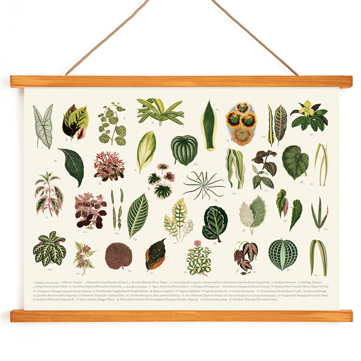 Botanical illustration of various leaves by artist Shirley Hibberd titled Collection of Leaves Poster featuring various illustrated botanical leaves titled Collection of Leaves by Shirley Hibberd.