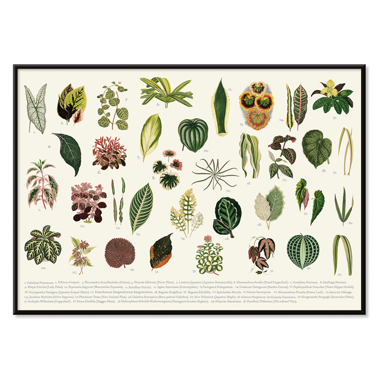 Botanical illustration of various leaves by artist Shirley Hibberd titled Collection of Leaves Poster featuring various illustrated botanical leaves titled Collection of Leaves by Shirley Hibberd.