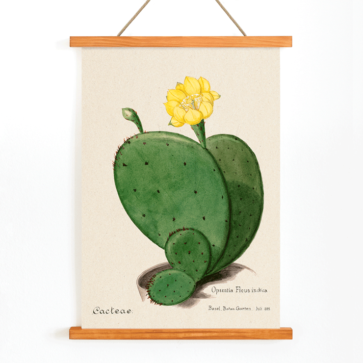 Indian fig opuntia cactus illustration by Karl Eduard Burger from artwork Familie Der Cacteen Poster featuring the artwork Indian fig opuntia cactus from Familie Der Cacteen depicting a green cactus with a yellow flower.