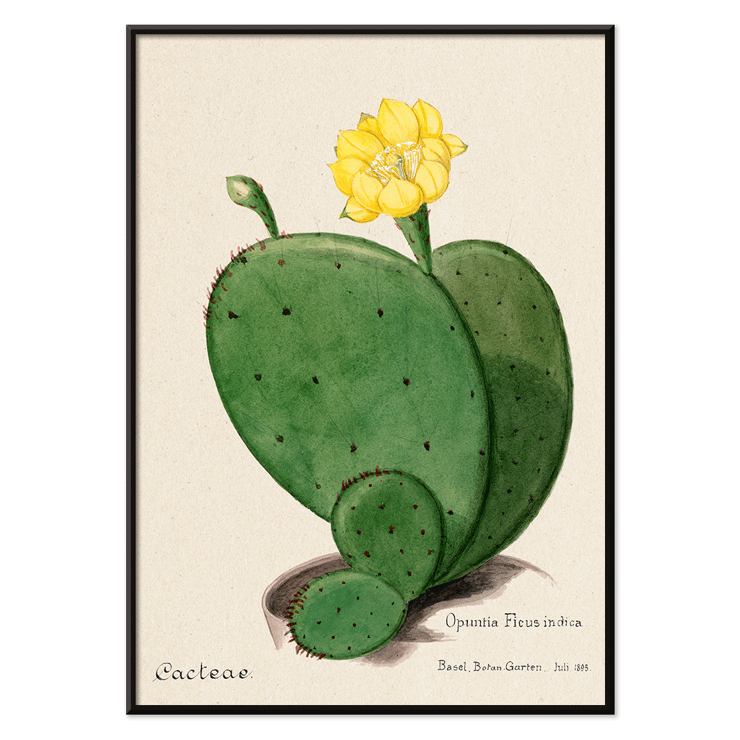 Indian fig opuntia cactus illustration by Karl Eduard Burger from artwork Familie Der Cacteen Poster featuring the artwork Indian fig opuntia cactus from Familie Der Cacteen depicting a green cactus with a yellow flower.