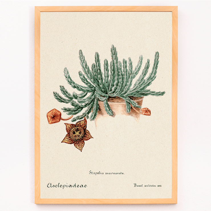 Botanical illustration of Starfish cactus from Familie Der Cacteen. Poster depicting the artwork Starfish Cactus from Familie Der Cacteen showing a green cactus with a detailed star-shaped flower