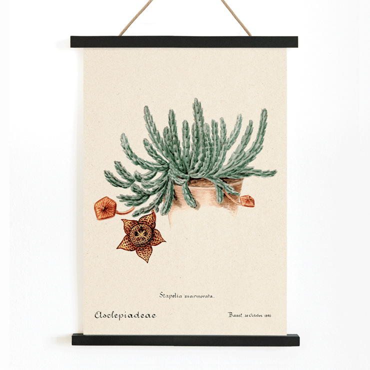 Botanical illustration of Starfish cactus from Familie Der Cacteen. Poster depicting the artwork Starfish Cactus from Familie Der Cacteen showing a green cactus with a detailed star-shaped flower