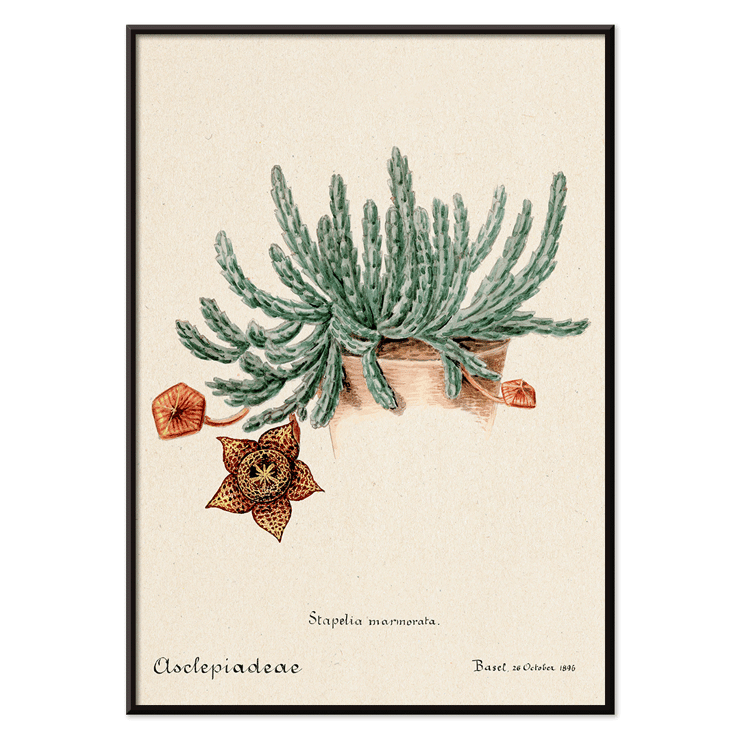 Botanical illustration of Starfish cactus from Familie Der Cacteen. Poster depicting the artwork Starfish Cactus from Familie Der Cacteen showing a green cactus with a detailed star-shaped flower