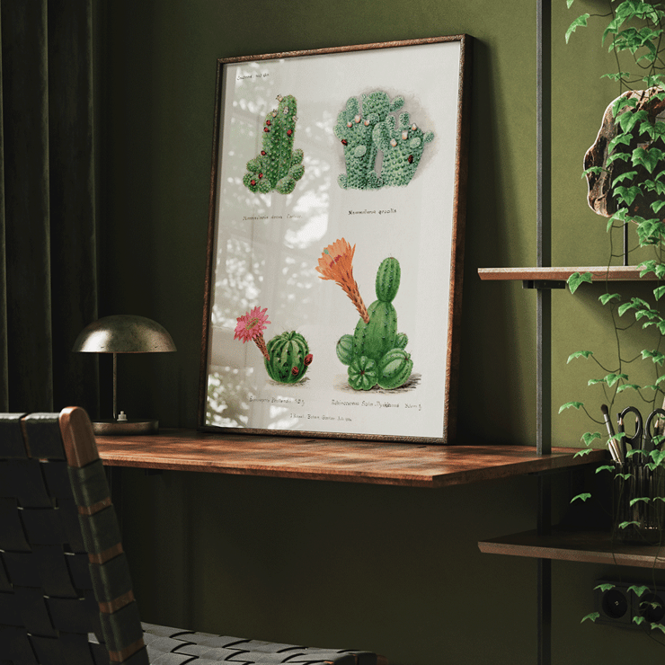 Illustration of assorted cacti by Familie Der Cacteen titled Assorted cacti from the work Familie Der Cacteen Poster of different types of cacti from Assorted cacti by Familie Der Cacteen depicting various species with their flowers