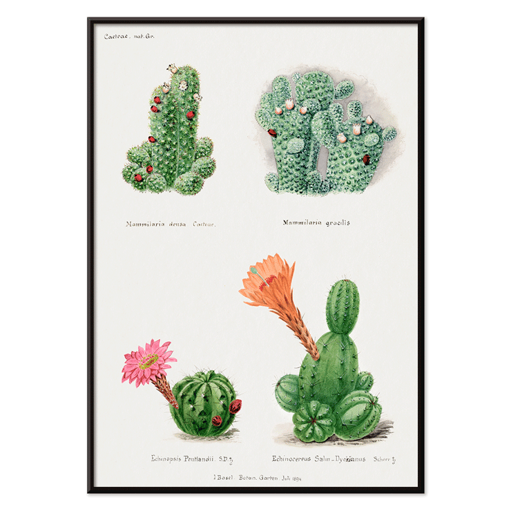 Illustration of assorted cacti by Familie Der Cacteen titled Assorted cacti from the work Familie Der Cacteen Poster of different types of cacti from Assorted cacti by Familie Der Cacteen depicting various species with their flowers