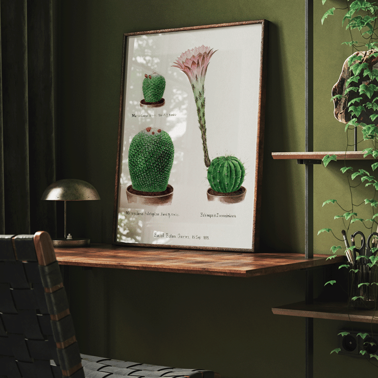 Botanical illustration featuring Rainbow Pincushion cactus and Easter lily from Familie Der Cacteen Poster depicting various cactus plants including Mammilaria nivea Mammilaria fulvispina and Echinopsis Zuccariniana from Familie Der Cacteen