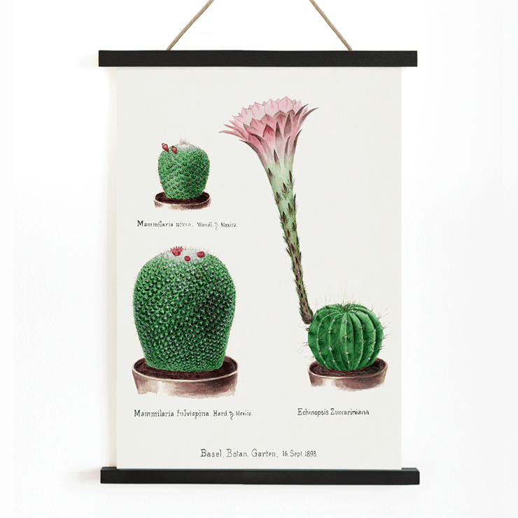Botanical illustration featuring Rainbow Pincushion cactus and Easter lily from Familie Der Cacteen Poster depicting various cactus plants including Mammilaria nivea Mammilaria fulvispina and Echinopsis Zuccariniana from Familie Der Cacteen