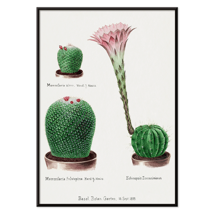 Botanical illustration featuring Rainbow Pincushion cactus and Easter lily from Familie Der Cacteen Poster depicting various cactus plants including Mammilaria nivea Mammilaria fulvispina and Echinopsis Zuccariniana from Familie Der Cacteen