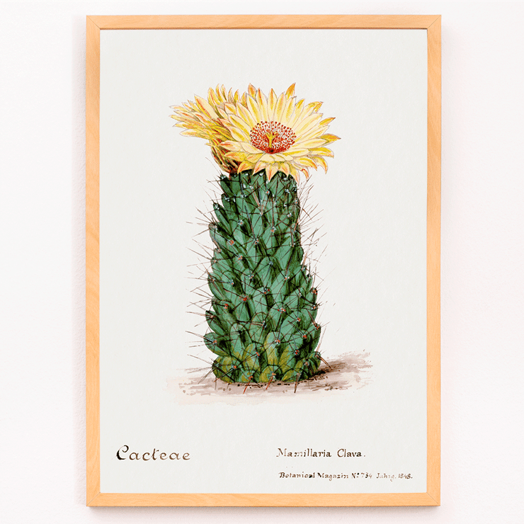 Illustration of Beehive Cactus from Familie Der Cacteen Poster illustration of a blooming cactus titled Beehive cactus from Familie Der Cacteen.