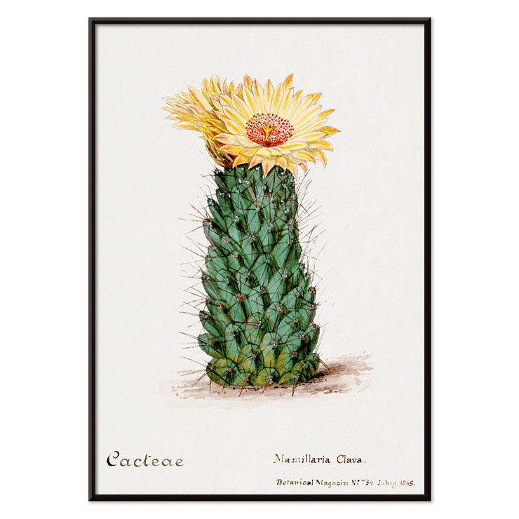 Illustration of Beehive Cactus from Familie Der Cacteen Poster illustration of a blooming cactus titled Beehive cactus from Familie Der Cacteen.