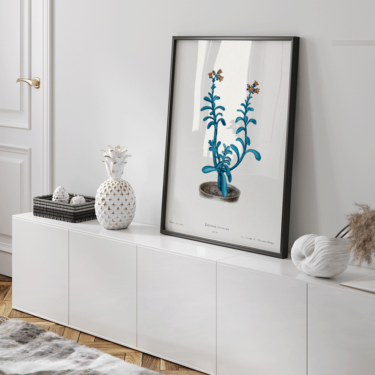 Botanical illustration of blue echeveria by Brown sugar echeveria from the artwork Familie Der Cacteen Poster of a botanical illustration titled Brown sugar echeveria from Familie Der Cacteen by Echeveria racemosa.