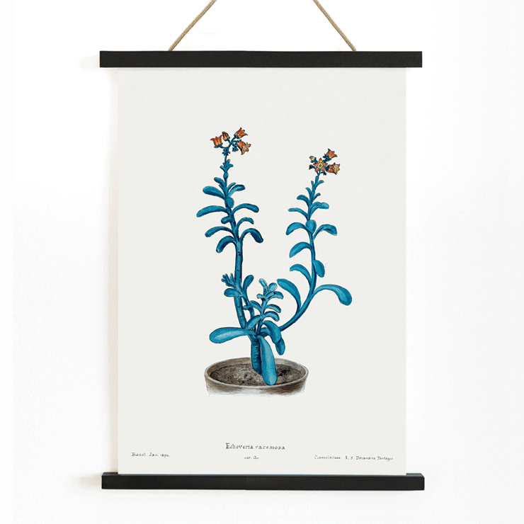 Botanical illustration of blue echeveria by Brown sugar echeveria from the artwork Familie Der Cacteen Poster of a botanical illustration titled Brown sugar echeveria from Familie Der Cacteen by Echeveria racemosa.