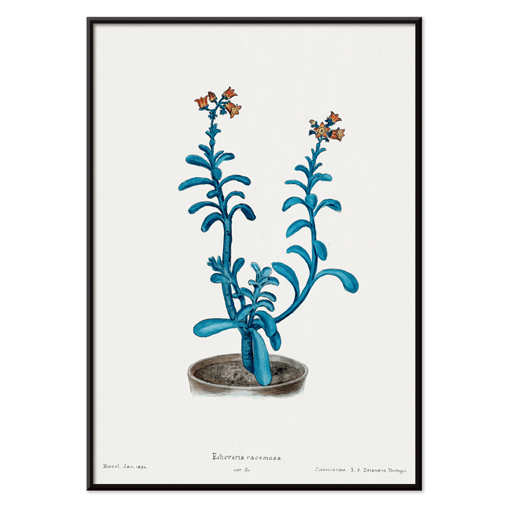 Botanical illustration of blue echeveria by Brown sugar echeveria from the artwork Familie Der Cacteen Poster of a botanical illustration titled Brown sugar echeveria from Familie Der Cacteen by Echeveria racemosa.
