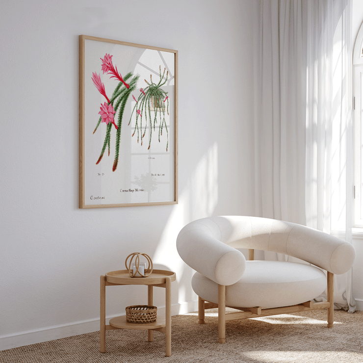 Rattail Cactus artwork by Famille Der Cacteen featuring pink flowers and cactus in a pot Poster featuring Rattail Cactus from Familie Der Cacteen with detailed illustrations of blooming red and pink flowers on cactus stems.