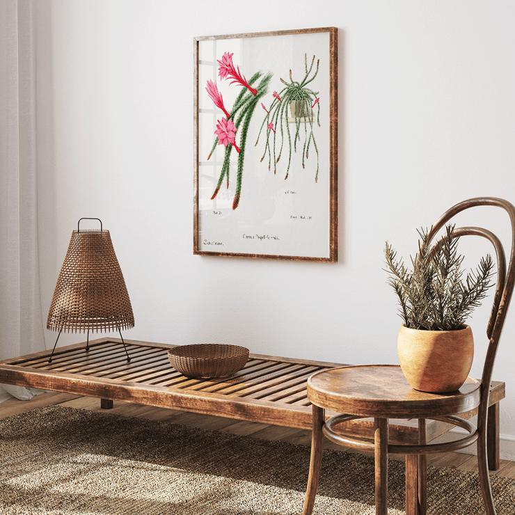 Rattail Cactus artwork by Famille Der Cacteen featuring pink flowers and cactus in a pot Poster featuring Rattail Cactus from Familie Der Cacteen with detailed illustrations of blooming red and pink flowers on cactus stems.