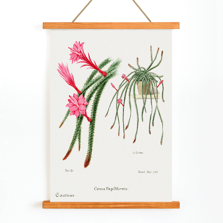 Rattail Cactus artwork by Famille Der Cacteen featuring pink flowers and cactus in a pot Poster featuring Rattail Cactus from Familie Der Cacteen with detailed illustrations of blooming red and pink flowers on cactus stems.