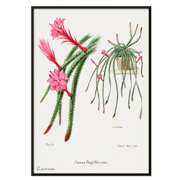Rattail Cactus artwork by Famille Der Cacteen featuring pink flowers and cactus in a pot Poster featuring Rattail Cactus from Familie Der Cacteen with detailed illustrations of blooming red and pink flowers on cactus stems.