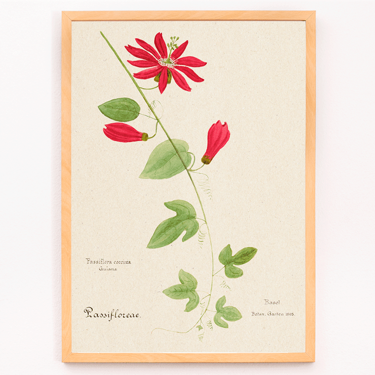 Botanical illustration of Passiflora coccinea by Red Granadilla from Familie Der Cacteen. Poster of a botanical illustration showing a red granadilla flower by Anonymous featuring green leaves and stems