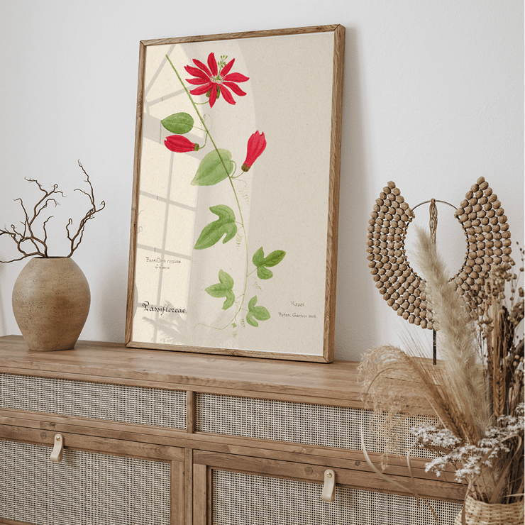 Botanical illustration of Passiflora coccinea by Red Granadilla from Familie Der Cacteen. Poster of a botanical illustration showing a red granadilla flower by Anonymous featuring green leaves and stems
