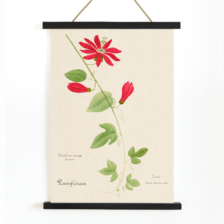 Botanical illustration of Passiflora coccinea by Red Granadilla from Familie Der Cacteen. Poster of a botanical illustration showing a red granadilla flower by Anonymous featuring green leaves and stems