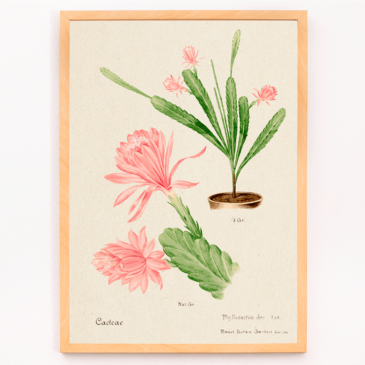 Illustration of German empress cactus from Familie Der Cacteen by Basel Basan Poster featuring German empress cactus artwork titled Phyllocactus by Basel Botan Garten with pink flowers and green leaves