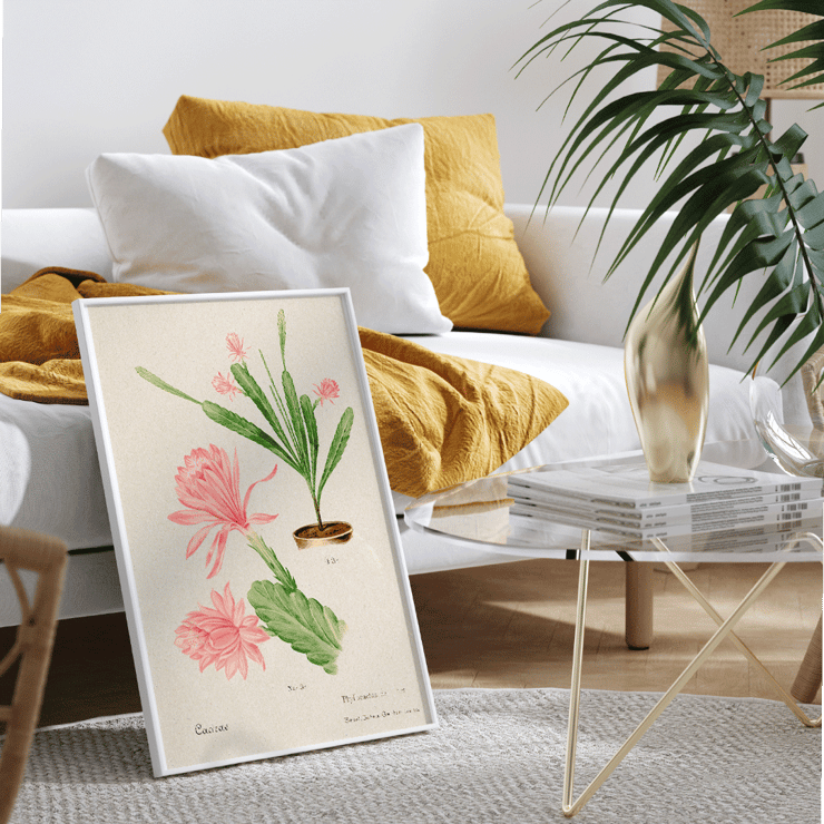 Illustration of German empress cactus from Familie Der Cacteen by Basel Basan Poster featuring German empress cactus artwork titled Phyllocactus by Basel Botan Garten with pink flowers and green leaves