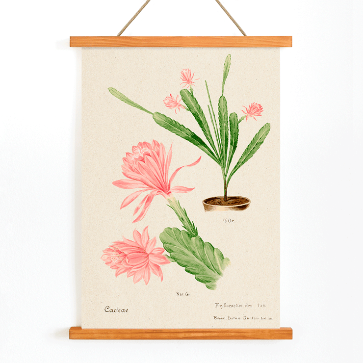 Illustration of German empress cactus from Familie Der Cacteen by Basel Basan Poster featuring German empress cactus artwork titled Phyllocactus by Basel Botan Garten with pink flowers and green leaves