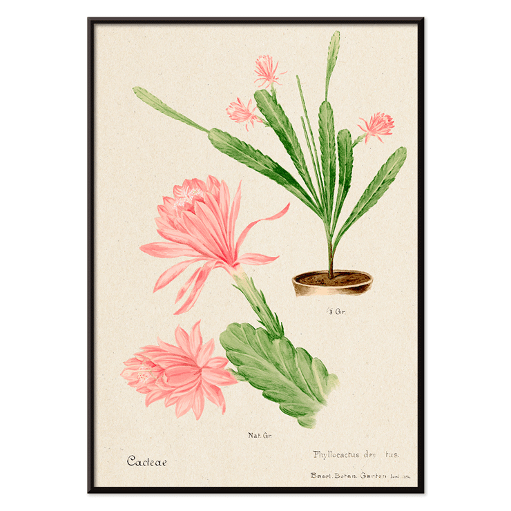 Illustration of German empress cactus from Familie Der Cacteen by Basel Basan Poster featuring German empress cactus artwork titled Phyllocactus by Basel Botan Garten with pink flowers and green leaves
