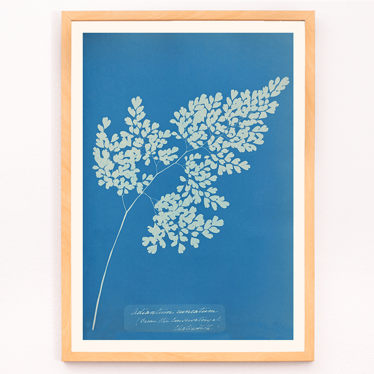 Anna Atkins cyanotype of Adiantum cuneatum blueprint botanical artwork. Poster featuring a cyanotype depiction of a fern titled Adiantum cuneatum by Anna Atkins on a blue background