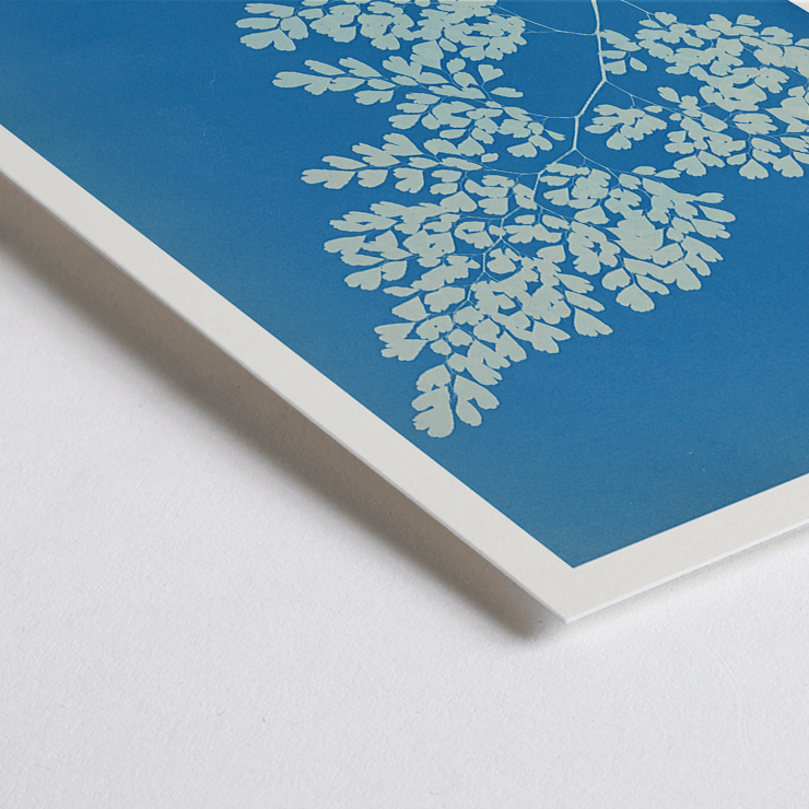 Anna Atkins cyanotype of Adiantum cuneatum blueprint botanical artwork. Poster featuring a cyanotype depiction of a fern titled Adiantum cuneatum by Anna Atkins on a blue background