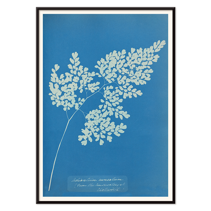 Anna Atkins cyanotype of Adiantum cuneatum blueprint botanical artwork. Poster featuring a cyanotype depiction of a fern titled Adiantum cuneatum by Anna Atkins on a blue background
