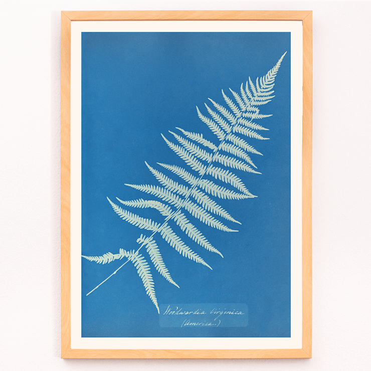 Botanical cyanotype artwork Woodwardia virginica by Anna Atkins Poster of Woodwardia virginica by Anna Atkins displaying a cyanotype of a fern leaf against a blue background.