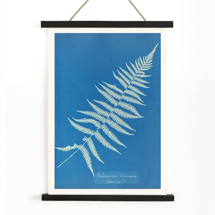 Botanical cyanotype artwork Woodwardia virginica by Anna Atkins Poster of Woodwardia virginica by Anna Atkins displaying a cyanotype of a fern leaf against a blue background.